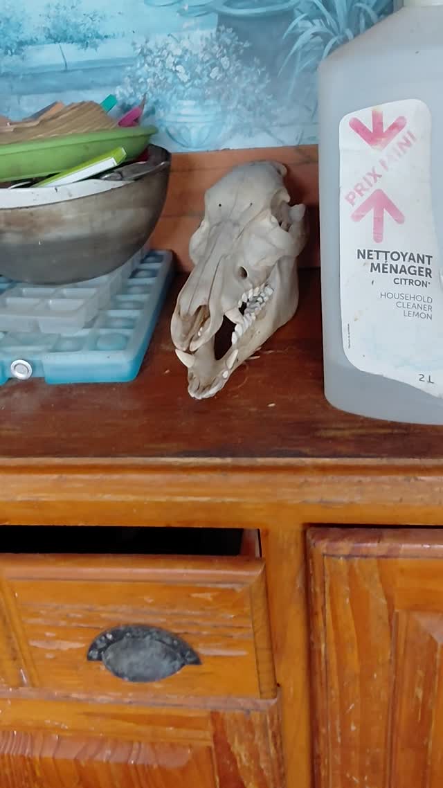 Wild boar skull